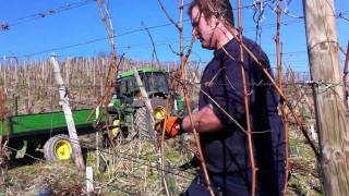 Weinreben werden im Frühjahr geschnitten [upl. by Ashwell]