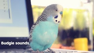 Budgie Sounds Meaning [upl. by Nlocnil]