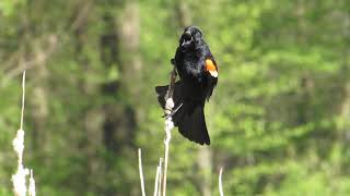 Red winged blackbird call [upl. by Maharva535]