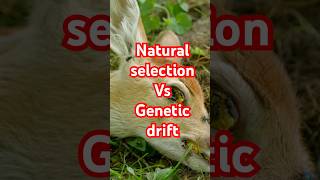 Natural Selection vs Genetic Drift Explained [upl. by Pincus]