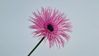 How to make Gerbera flowersfrom crepe paper  Paper Flower  Góc nhỏ Handmade [upl. by Ahsenit]