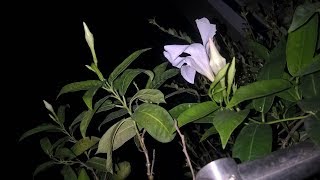 Mandevilla plant care Hindi [upl. by Elleraj977]