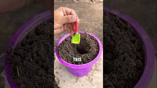 Grafting method of artificial propagation using a chilli and an aloe vera 🌶️ [upl. by Viens]