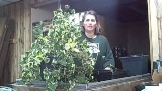 Part 1 How to Make Cuttings and Propagate Succulent Senecio Variegated Jade Ivy Vine [upl. by Tressa]