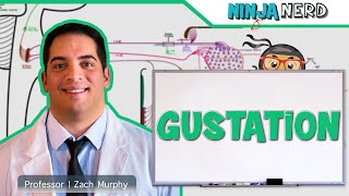 Neurology  Gustation Taste Pathway [upl. by Naed]