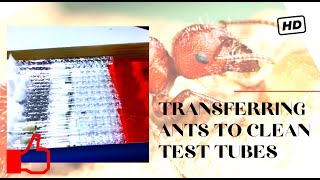 Transferring ants in test tubes and test tube adapter over view [upl. by Procto]