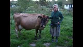 Milking a cow by hand [upl. by Shantha987]