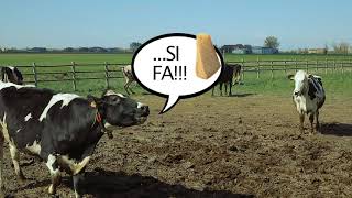 La Felicità è come il Parmigiano Reggiano non si fabbrica di FA [upl. by Daigle]