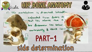 Hip bone l Side determination l PART 16 l Anatomy of Hip bone [upl. by Aicilif556]