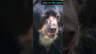 Mysteries of the Andes The Spectacled Bear [upl. by Aneehsat664]