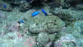 파랑돔Pomacentrus coelestis Neon damsel Neon damselfish [upl. by Ymmot]