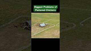 Chicken Control Biggest problems to consider with farming pastured Hens chicken pasturedpoultry [upl. by Gothar]