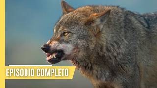 Animales de poder y misterio  La legendaria fauna de Iberia  Episodio Completo [upl. by Aisnetroh]