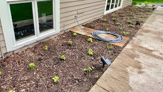 Planting Pachysandra a Shade Loving Groundcover  Bog Life [upl. by Reemas351]