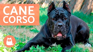 Cane corso  Características y adiestramiento del CANE CORSO [upl. by Elleynad]