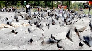 Trollstation Laxative Pigeon Prank [upl. by Brion908]