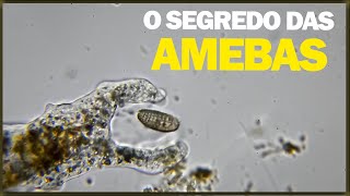 Como a ameba detecta e caça suas presas [upl. by Odnomar]