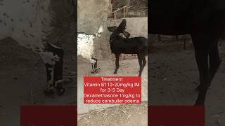 Polio encephalomalacia in goatthiamine deficiency goat animals veterinary veterinarymedicine [upl. by Hagan]