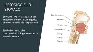 LAPPARATO DIGERENTE Bocca Esofago Stomaco Intestino [upl. by Parris338]