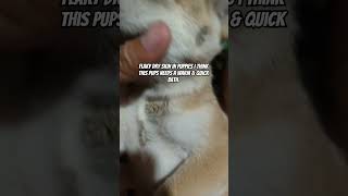 Flaky Dry Skin in puppies [upl. by Hiasi]