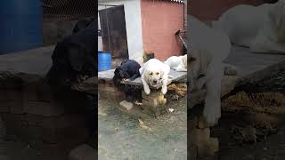 Labour dog Viral video Youtubeshort short video viral funny video [upl. by Domeniga]