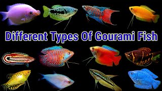 Different Types Of Gourami Fish [upl. by Neerbas965]