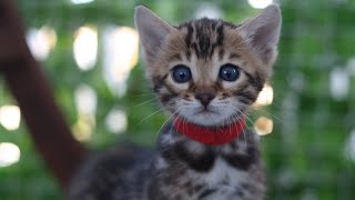 Chaton bengal qui miaule 😹😹 [upl. by Dev]