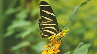 Butterflies  Zoo de Santillana del Mar [upl. by Aicargatla]