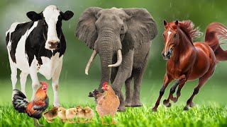 Distinguishing terrestrial animals 2024  Horse Elephant Cat Dog Cow  Animal Sounds 2024 [upl. by Iemaj]