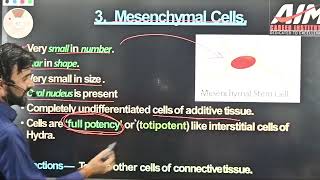 Mesenchymal cell  Animal Tissue  11th Biology Lec22 [upl. by Evvie]