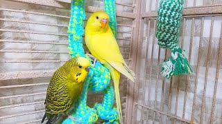 Help Lonely Budgies to Chirp Nature Parakeets Bird Sound 12 Hr [upl. by Akiraa90]