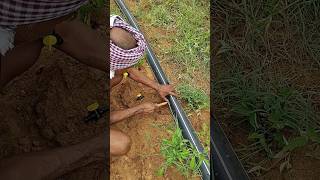 Tap fitting mirchi agriculture forming shortvideo shorts [upl. by Einamrej536]