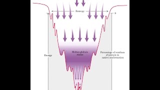 Proteins Fold into a Conformation of Lowest Energy [upl. by Ahtreb]