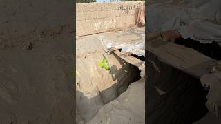 Green parrot big hole chala gya£amp“”amp£MImran [upl. by Lozano]