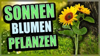 Sonnenblumen selber aussäen im Frühjahr  Gartenzeit [upl. by Adnohsor]