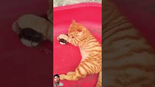 🤣cat 😺🐈 vs cock 🤣 funny 🤣 dude 😎 Monkey 🐒funny animals dog short cat monkey [upl. by Lorenzana328]