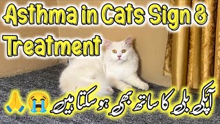 Asthama in Cats😭 Causes amp Treatment of Asthma in Cats😭  How to treat cat in asthama attack [upl. by Everara20]