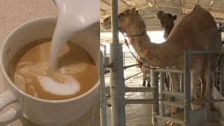 Camel milk not just for desert [upl. by Mylander615]