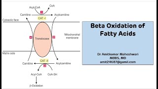 Beta Oxidation of Fatty Acid  Lipid Metabolism  Biochemistry  NEET PG [upl. by Dat872]