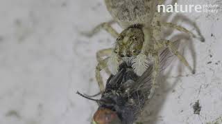 Jumping spider Menemerus semilimbatus on a wall feeding on a Fly Barcelona Spain August [upl. by Ettezzil]