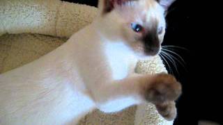 Cross Eyed Siamese Kitten Playing [upl. by Bremer]