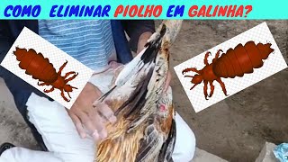 URGENTE Como Eliminar PIOLHO de GALINHA mata todos os piolhos [upl. by Iem177]