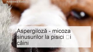 Aspergiloză  micoza sinusurilor la pisici și câini [upl. by Dwayne]