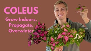 COLEUS How to Grow Indoors Propagate and Overwinter [upl. by Ahkihs]