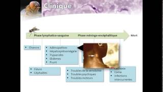 Trypanosomiase humaine africaine Maladie du Sommeil [upl. by Magnus]