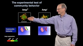 Ralph Isberg Tufts U  HHMI Part 2 Community Behavior of an Extracellular Pathogen [upl. by Ainevuol968]