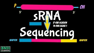 Small RNA Sequencing  Micro RNA Seq  MicroRNA Sequencing [upl. by Pippa769]