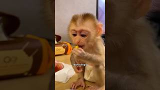 The monkey that fell into the field cuteanimal cute shortsvideo shorts [upl. by Sebbie]