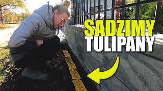 SPOSÓB NA SADZENIE TULIPANÓW [upl. by Spatola]