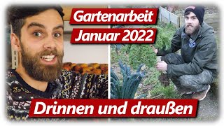 Gartenarbeit Januar  Salat im Hochbeet Feigen vermehren durch Stecklinge Lagerobst [upl. by Nnaeirelav]